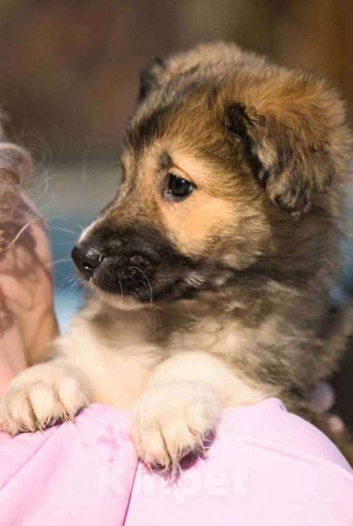 Собаки в Красногорске: Паго Мальчик, Бесплатно - фото 5