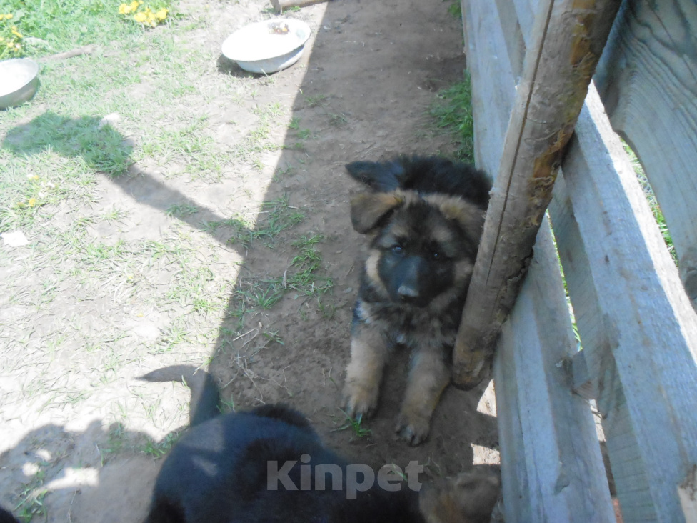 Собаки в Твери: щенок немецкой овчарки длинношерстный Девочка, 20 000 руб. - фото 2