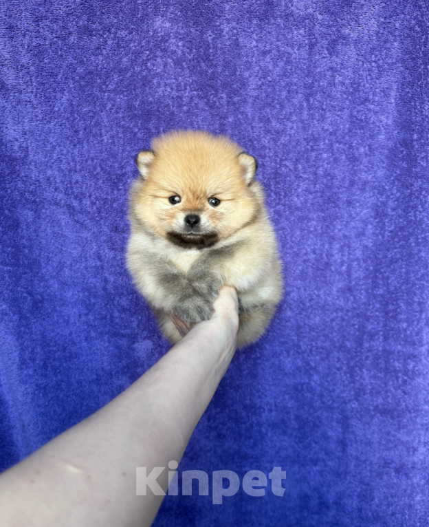 Собаки в Москве: Мальчик Мальчик, 30 000 руб. - фото 1