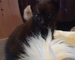 Кошки в Екатеринбурге: Котята Девочка, 100 руб. - фото 1