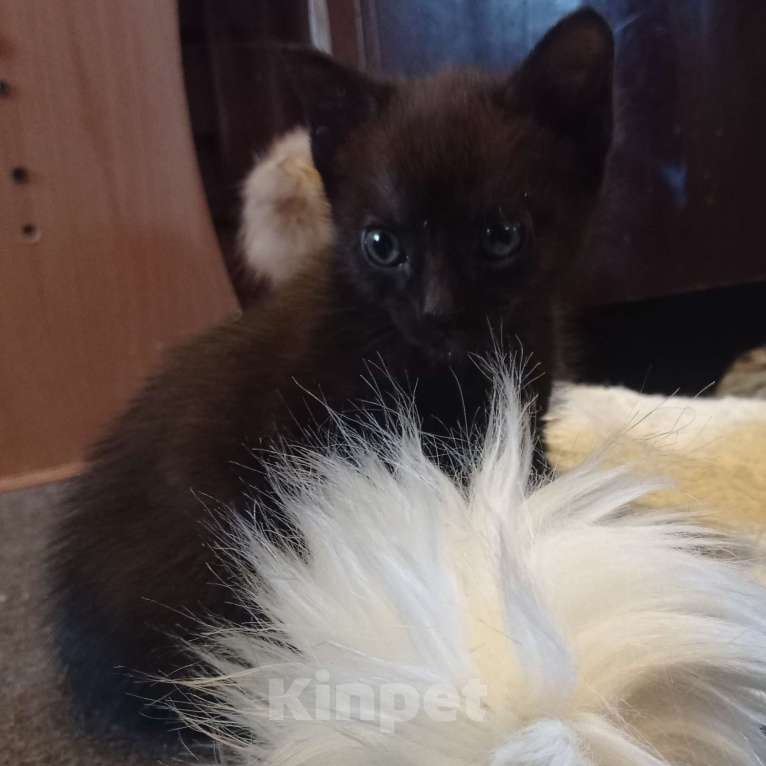 Кошки в Екатеринбурге: Котята Девочка, 100 руб. - фото 1