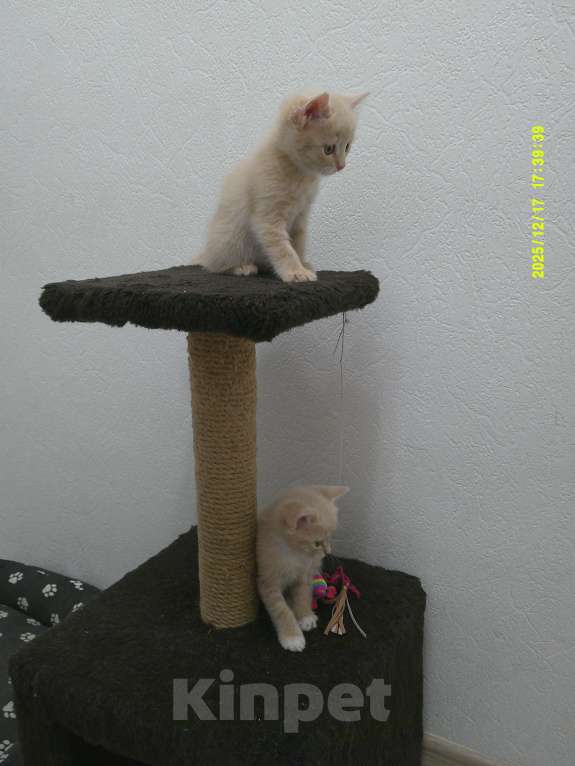 Кошки в Москве: Котята от домашней кошки Мальчик, 500 руб. - фото 2