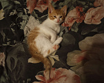 Кошки в Москве: Кошка рыженькая  Девочка, 1 руб. - фото 1