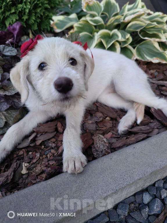 Собаки в других городах Ростовской области: Щенок для радости Девочка, Бесплатно - фото 3
