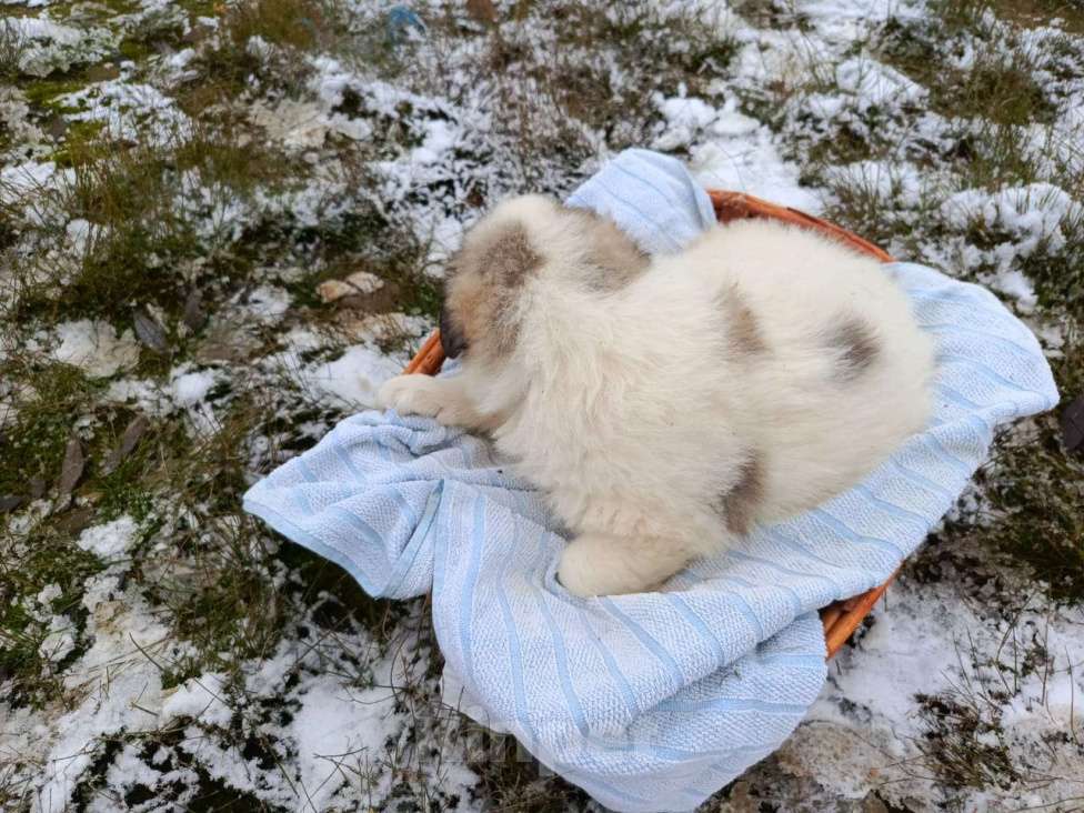 Собаки в Малоярославце: щенки пиренейской горной собаки_мальчик 2 Мальчик, 40 000 руб. - фото 3