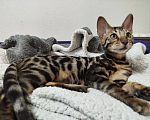 Кошки в Ярославле: Бенгальский котенок Девочка, Бесплатно - фото 2