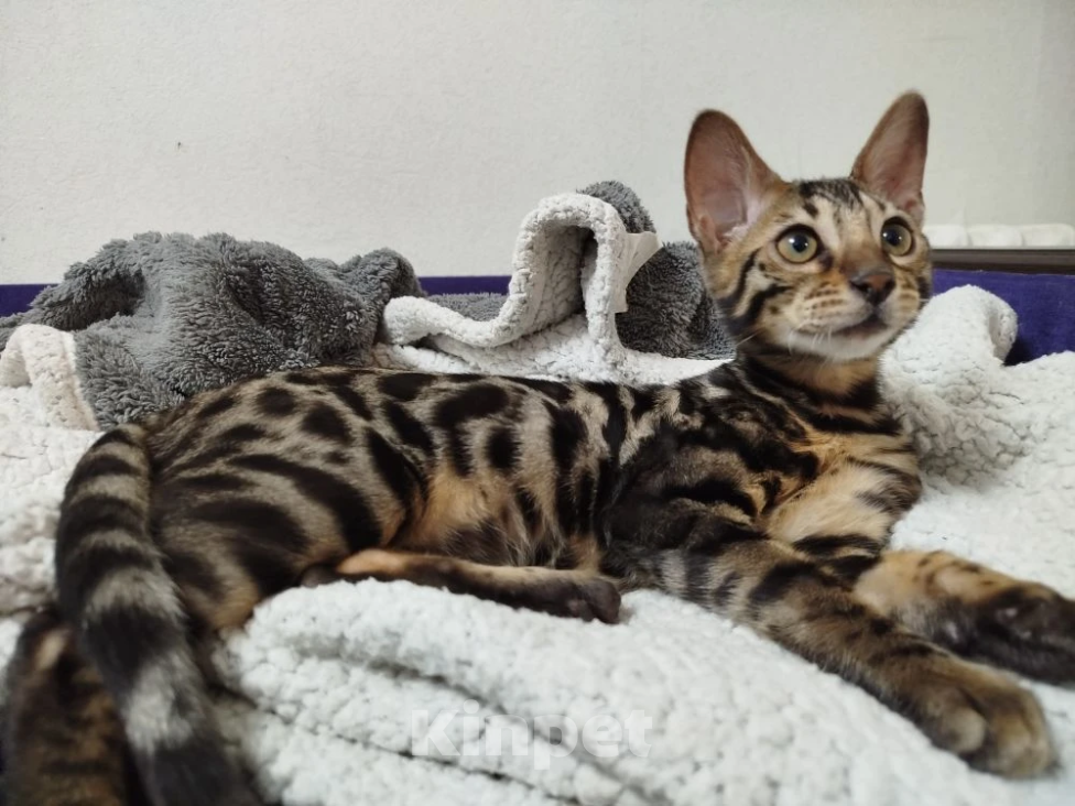 Кошки в Ярославле: Бенгальский котенок Девочка, Бесплатно - фото 2