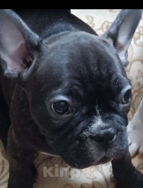 Собаки в Казани: Щенки французского бульдога  Девочка, 25 000 руб. - фото 2