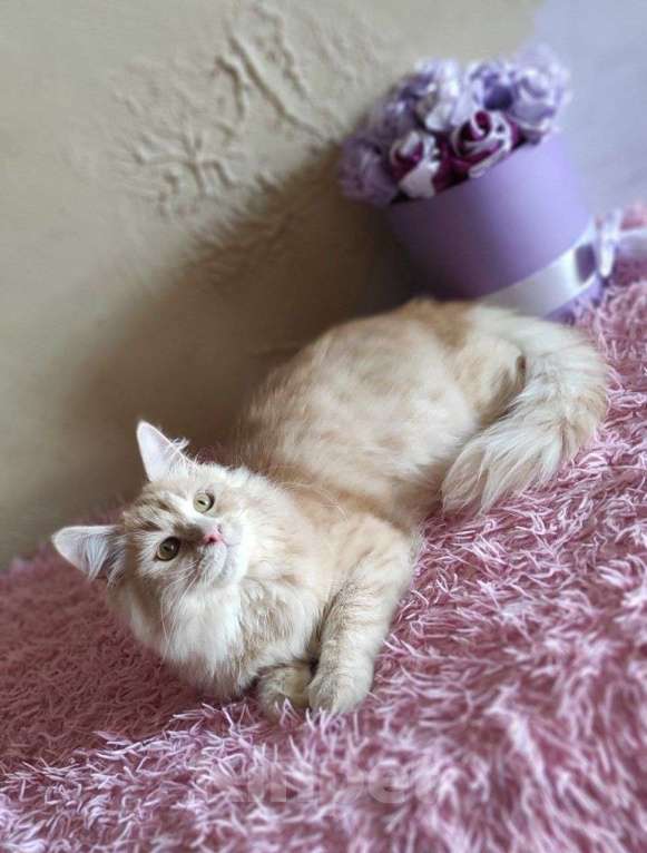 Кошки в Новосибирске: ♂️ Jinger Мальчик, 50 000 руб. - фото 3