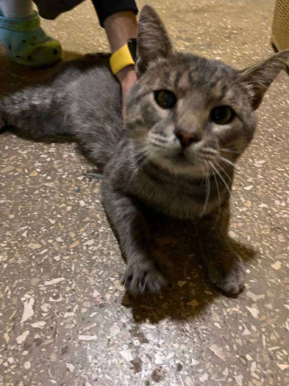 Кошки в Нижнем Новгороде: Найден серый кот с возможной слепотой на правом глазу Мальчик, Бесплатно - фото 2