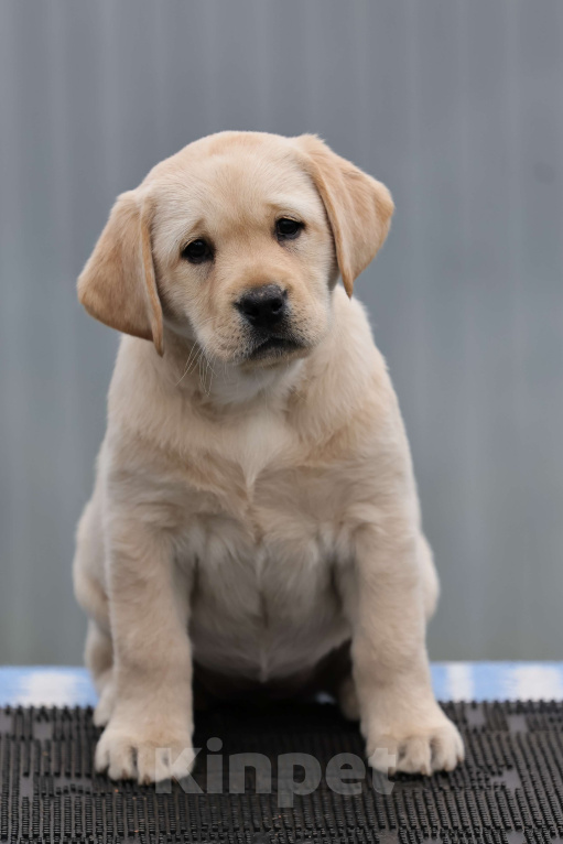 Собаки в Калуге: Палевая девочка лабрадора высокого качества из питомника РКФ/FCI Девочка, Бесплатно - фото 3