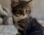 Кошки в Саратове: Котята мейн-кун Разнополые, 11 000 руб. - фото 2
