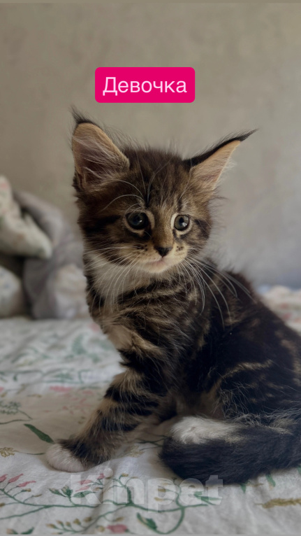 Кошки в Саратове: Котята мейн-кун Разнополые, 11 000 руб. - фото 2