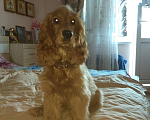 Собаки в Тобольске: Английский кокер спаниель Девочка, 10 000 руб. - фото 9