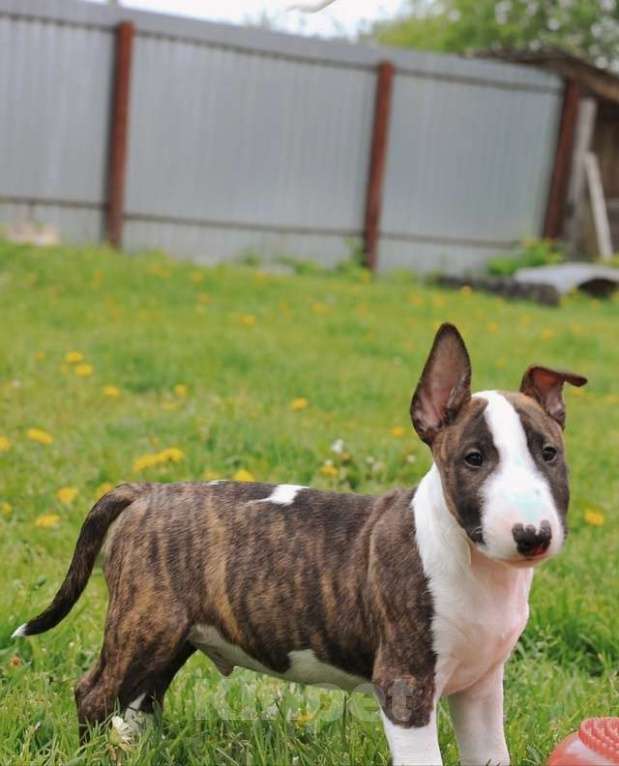 Собаки в других городах Тверской области: миниатюрный бультерьер  Мальчик, 120 000 руб. - фото 2