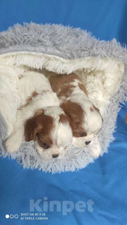 Собаки в Москве: кавалер кинг чарльз спаниель мальчик Мальчик, 50 000 руб. - фото 4