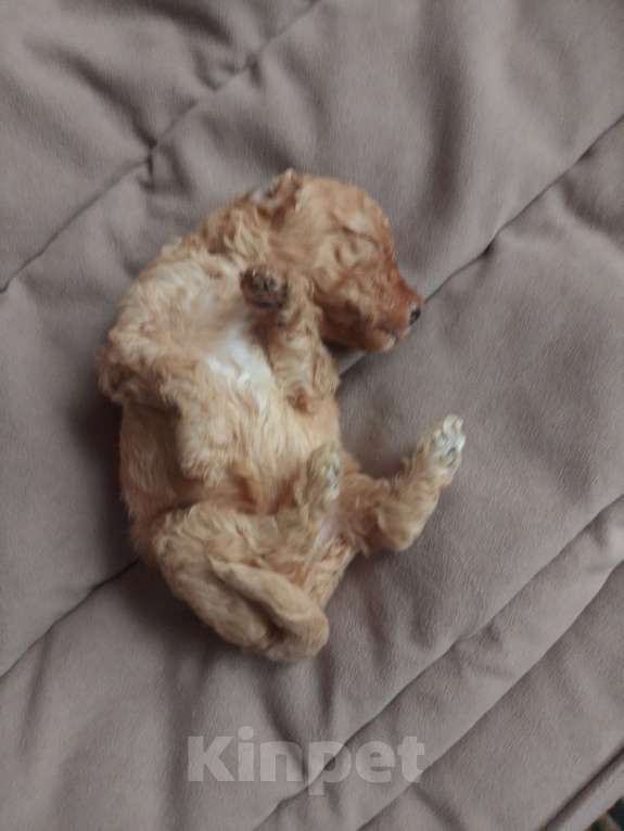 Собаки в Москве: Щенки малого пуделя Девочка, 65 000 руб. - фото 9