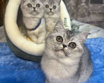Кошки в Москве: серебристая шиншилла Девочка, 20 000 руб. - фото 1