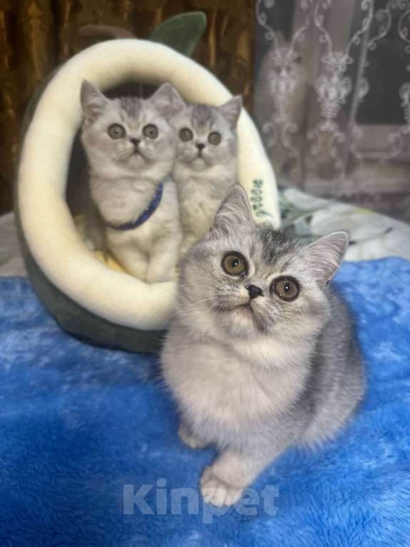 Кошки в Москве: серебристая шиншилла Девочка, 20 000 руб. - фото 1