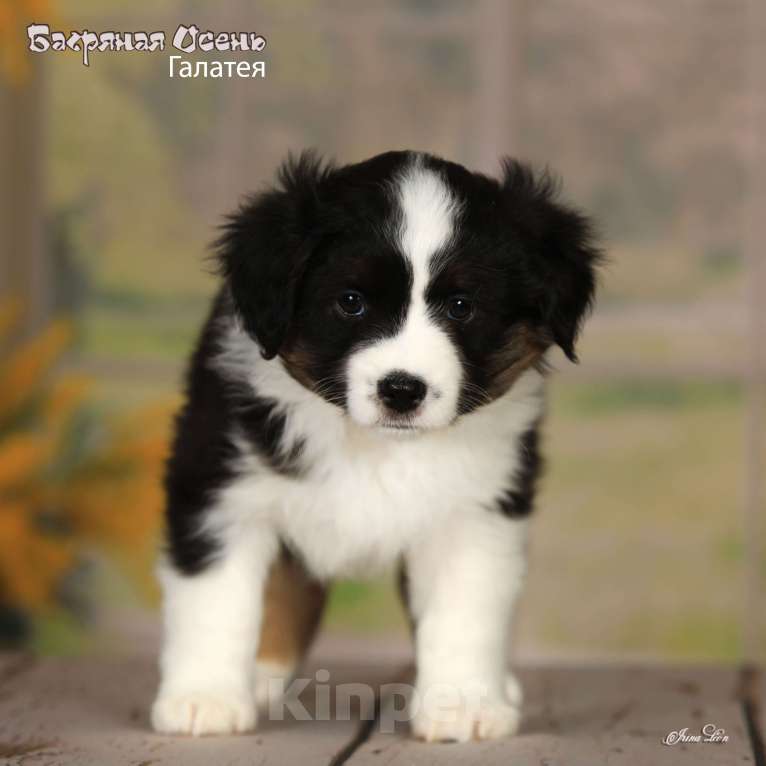 Собаки в других городах Московской области: Продается девочка миниаусси Девочка, 80 000 руб. - фото 3