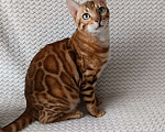 Кошки в Владивостоке: Бенгальский котик Мальчик, 65 000 руб. - фото 5