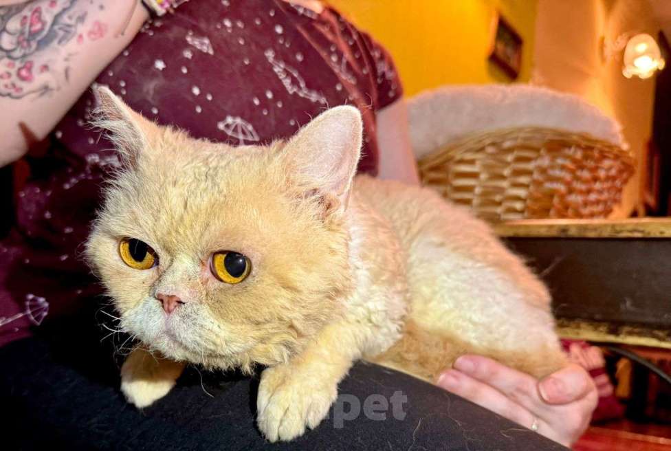 Кошки в Москве: Котик Кудряш в добрые руки  Мальчик, Бесплатно - фото 3