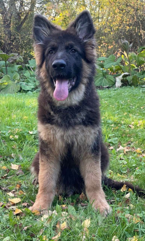 Собаки в других городах Московской области: ЩЕНКИ ИЗ ПИТОМНИКА ОСТ ГРАЦИЯ  Мальчик, 100 000 руб. - фото 2