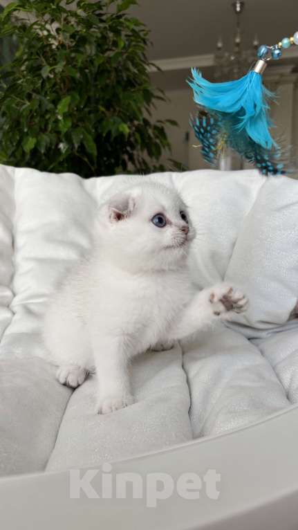 Кошки в Нижнем Новгороде: Скоттиш фолд, мальчик!  Мальчик, 30 000 руб. - фото 3