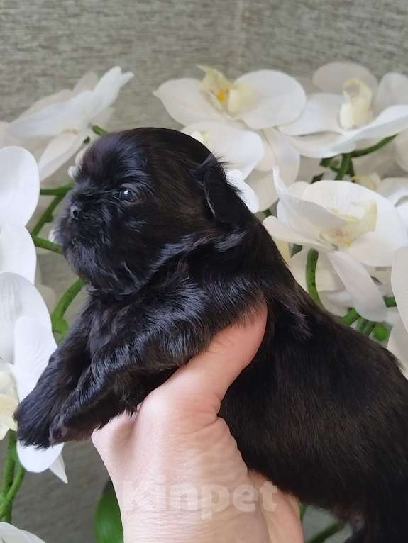 Собаки в других городах Московской области: Щенок ши тцу Мальчик, Бесплатно - фото 3