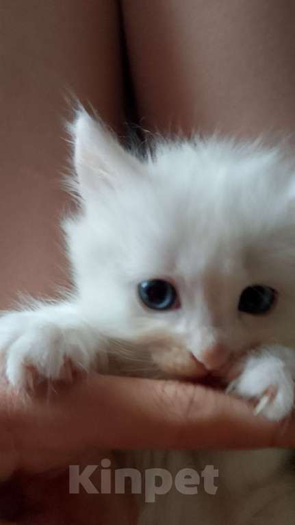 Кошки в Кунгуре: отдам котёнка в добрые руки  Девочка, Бесплатно - фото 1