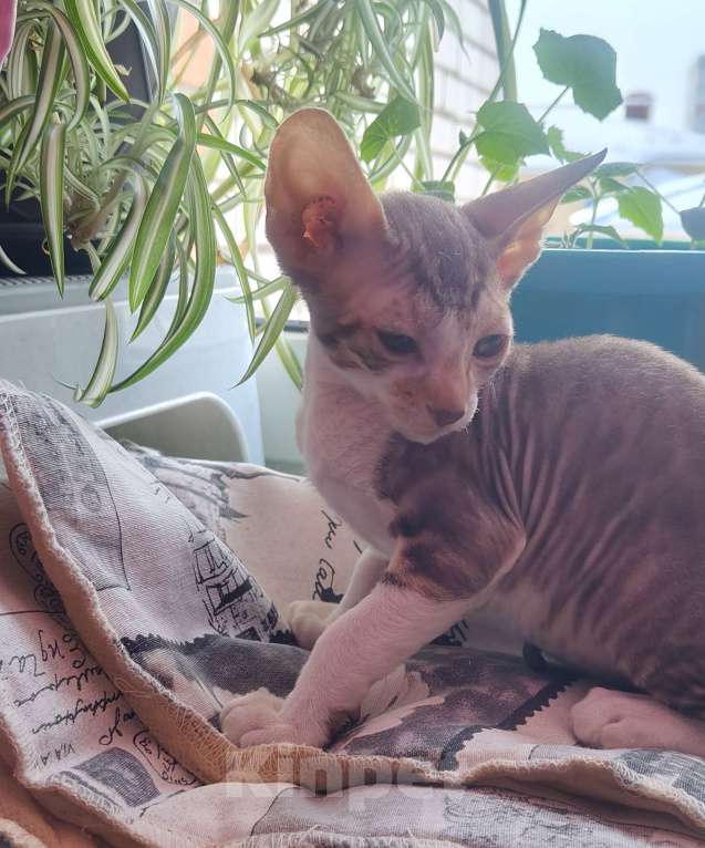 Кошки в Новочебоксарске: Продаю котёнка Корниш-рекс Мальчик, 23 000 руб. - фото 3