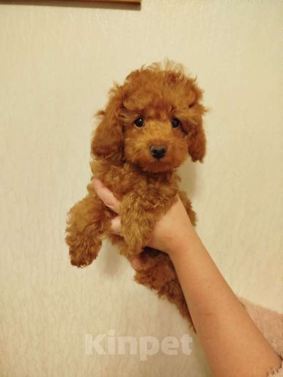 Собаки в Москве: Той-пудель щенок Мальчик, 150 000 руб. - фото 1