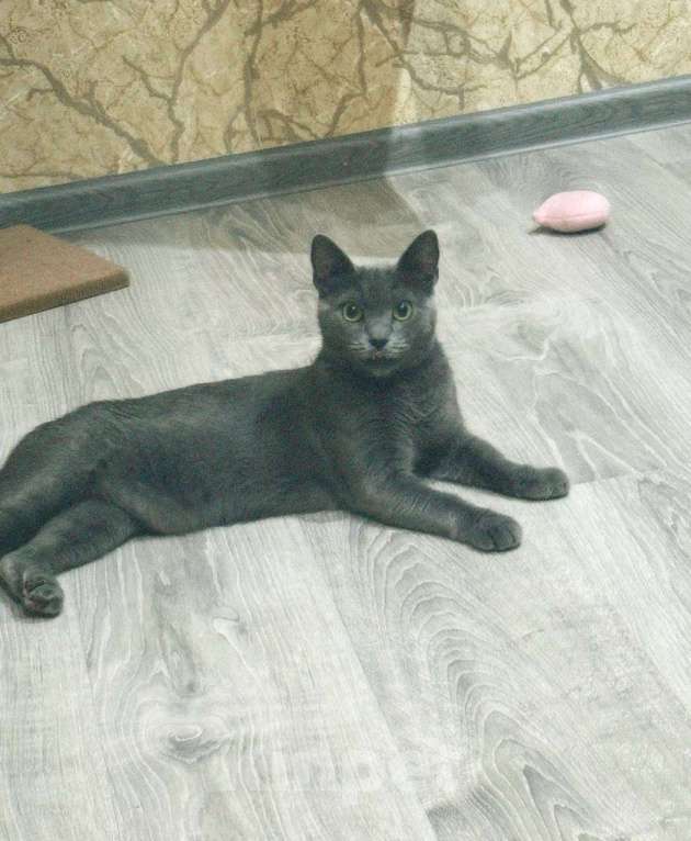 Кошки в Ростове-на-Дону: отдаю кошечку в добрые руки бесплатно  Девочка, Бесплатно - фото 2