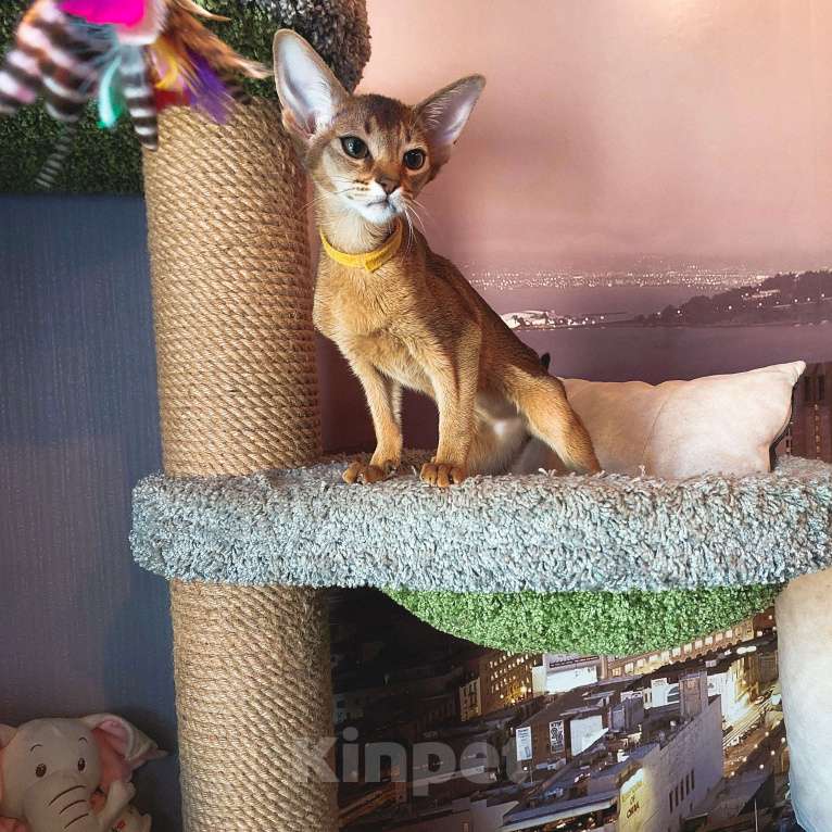 Кошки в Комсомольске-На-Амуре: Абиссинская кошка  Девочка, 35 000 руб. - фото 10