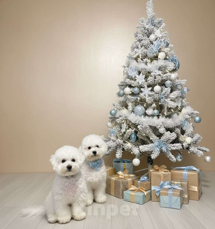 Собаки в Москве: Щенки бишон фризе Мальчик, 120 000 руб. - фото 1