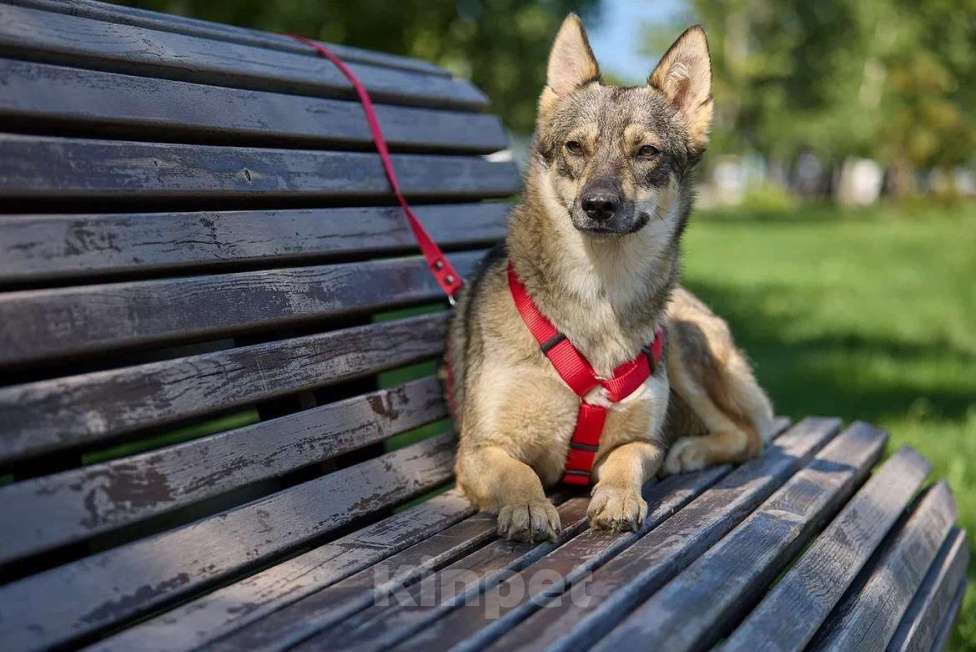 Собаки в Москве: Леди — собака, с которой легко и спокойно. Девочка, Бесплатно - фото 5