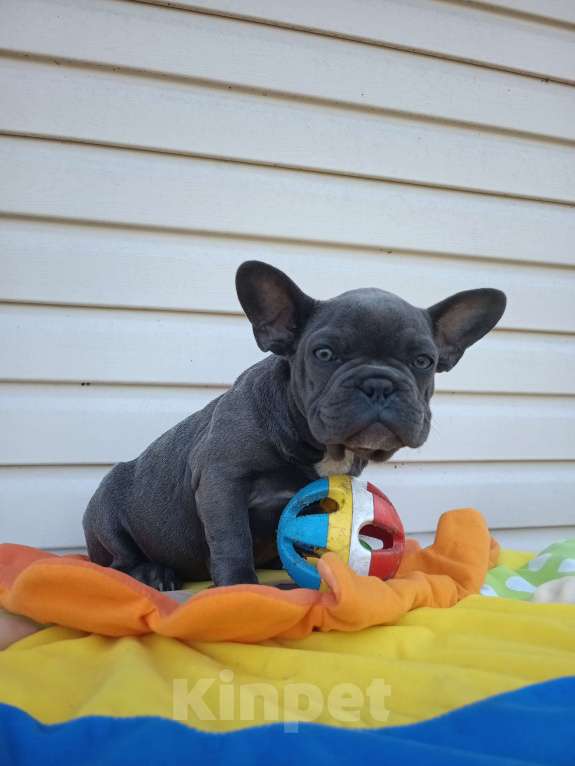 Собаки в других городах Ленинградской области: Щенки Мерлешки Девочки и Мальчики  Девочка, 40 000 руб. - фото 5