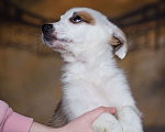 Собаки в Москве: Щенок небольшой собаки в добрые руки Мальчик, Бесплатно - фото 3