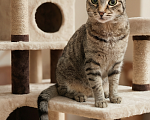Кошки в Ижевске: кот в добрые руки Мальчик, Бесплатно - фото 2