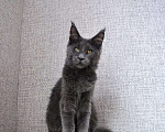 Кошки в Сочи: котята Мейн-Кун Девочка, Бесплатно - фото 1
