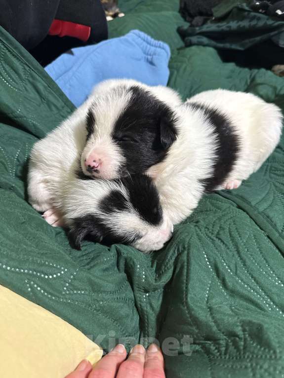 Собаки в других городах Московской области: Эбигейл Девочка, 100 руб. - фото 6