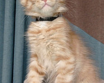 Кошки в Череповце: Котята Мальчик, 30 000 руб. - фото 5