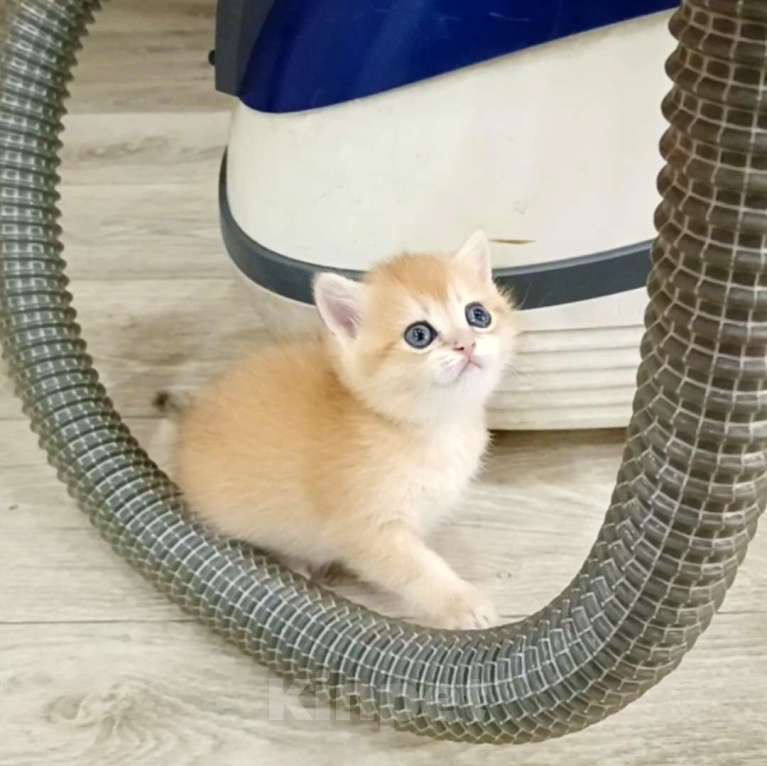 Кошки в Новосибирске: Британские котята золотая шиншилла  Мальчик, 25 000 руб. - фото 4