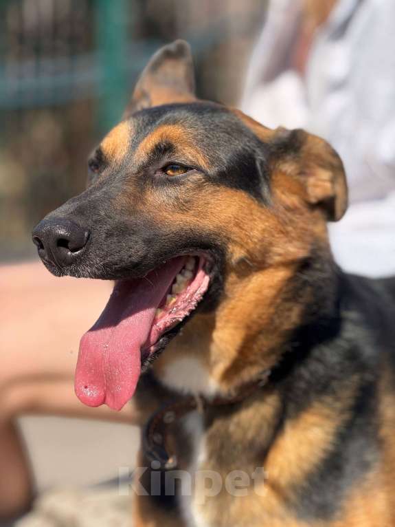 Собаки в Москве: Яго  Мальчик, Бесплатно - фото 2