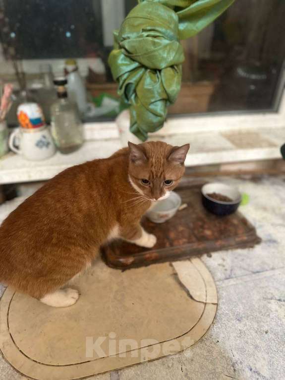 Кошки в Санкт-Петербурге: Кошка Ася Девочка, Бесплатно - фото 1