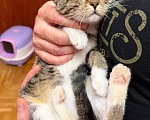 Кошки в Москве: Котёнок Гаечка ищет дом Девочка, Бесплатно - фото 3
