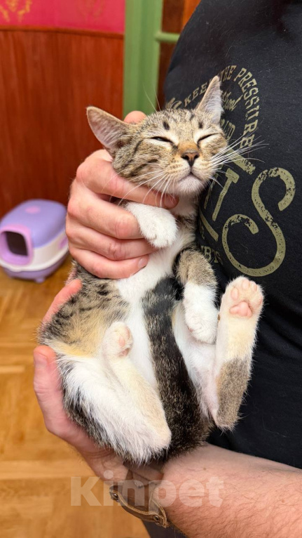 Кошки в Москве: Котёнок Гаечка ищет дом Девочка, Бесплатно - фото 3