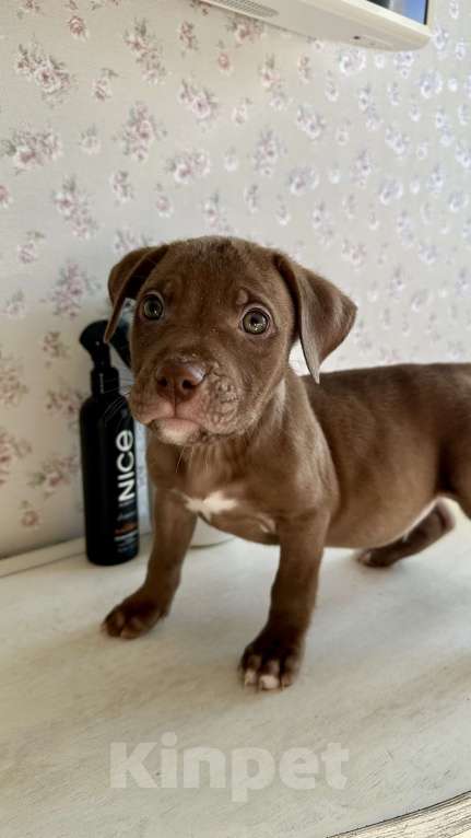 Собаки в других городах Ленинградской области: Щеночки питбуля  Девочка, 30 000 руб. - фото 8