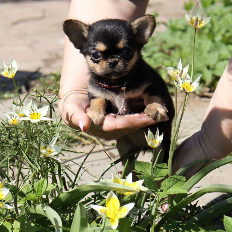 Собаки в Москве: Кукольная чихуахуа🌸 Девочка, 100 000 руб. - фото 8