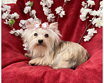 Собаки в Москве: Мини йорк девочка золотая подрощенная Девочка, 80 000 руб. - фото 7